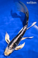 9" KIKOKURYU BUTTERFLY