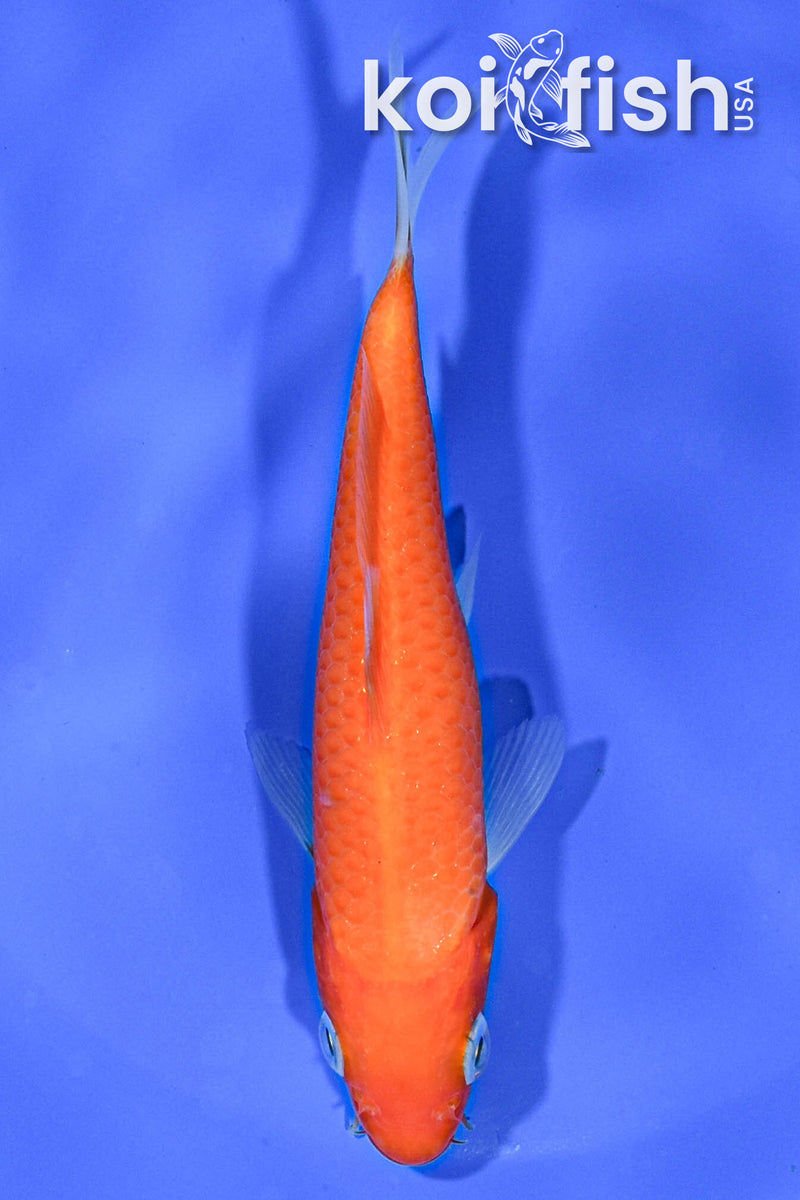 5.5" BENIGOI