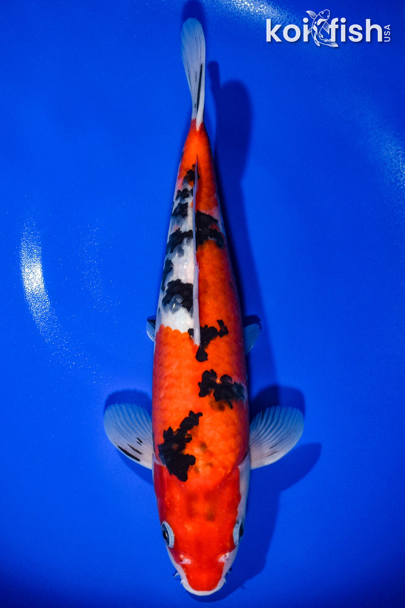 12.5" SANKE
