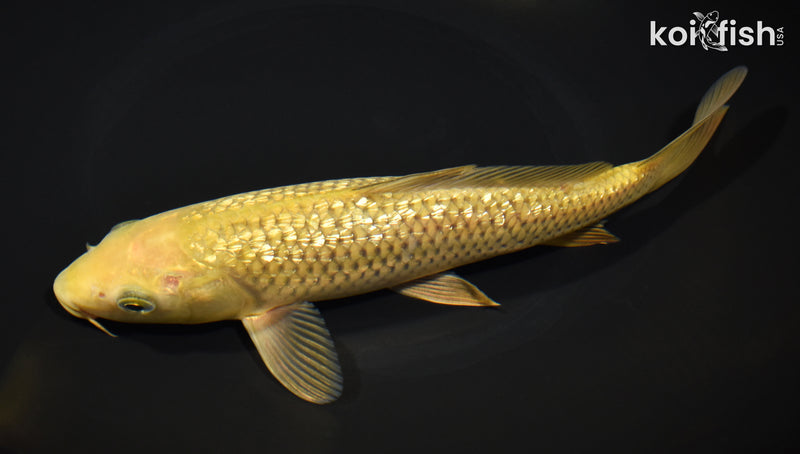 9.5" GINRIN CHAGOI