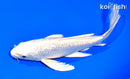 7.25" GINRIN PLATINUM OGON BUTTERFLY