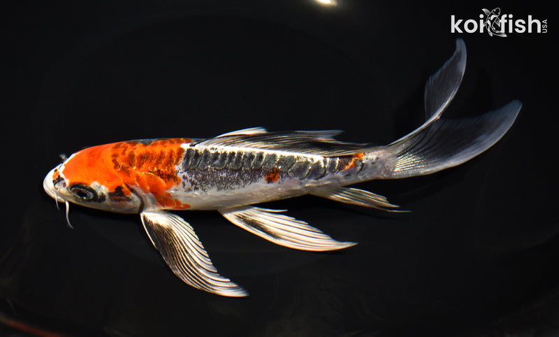 8.25" ARAGOKE BENI KIKOKURYU BUTTERFLY