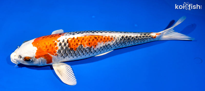 15.5" KUJAKU