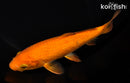 7" CHAGOI
