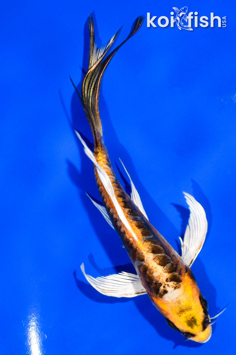 5.5" KIN KIKOKURYU BUTTERFLY