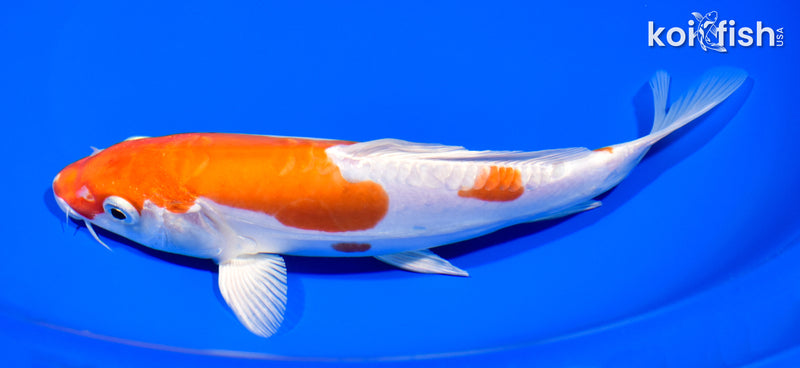 8" KIKUSUI