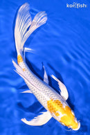 9.25" LEMON HARIWAKE BUTTERFLY