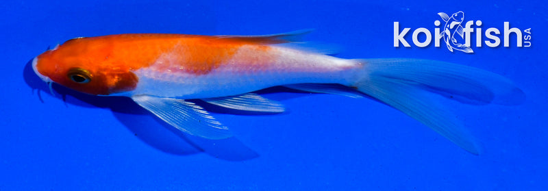 4.5" HARIWAKE BUTTERFLY