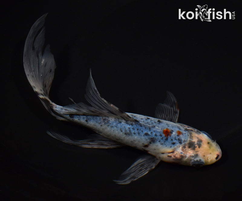 7.75" SHUBUNKIN GOLDFISH