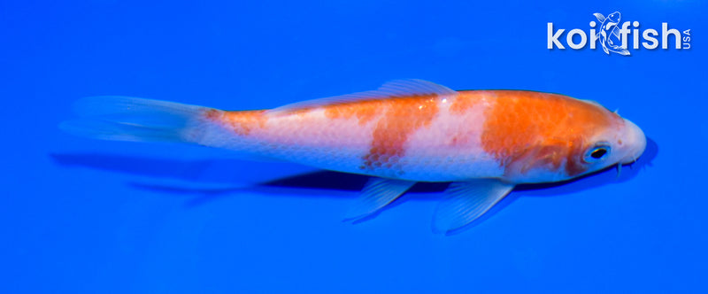5.25" KOHAKU