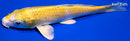 5.5" LEMON HARIWAKE