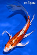 8.25" HEISEI NISHIKI BUTTERFLY