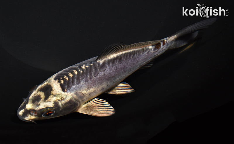 5.5" BENI KIKOKURYU