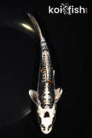 7.25" BENI KIKOKURYU