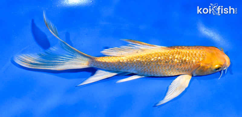 5.5" GINRIN YAMABUKI OGON BUTTERFLY
