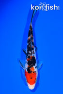 6.25" DOITSU SANKE