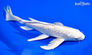 9.5" GINRIN PLATINUM OGON BUTTERFLY