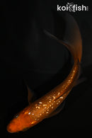 5" GINRIN CHAGOI BUTTERFLY