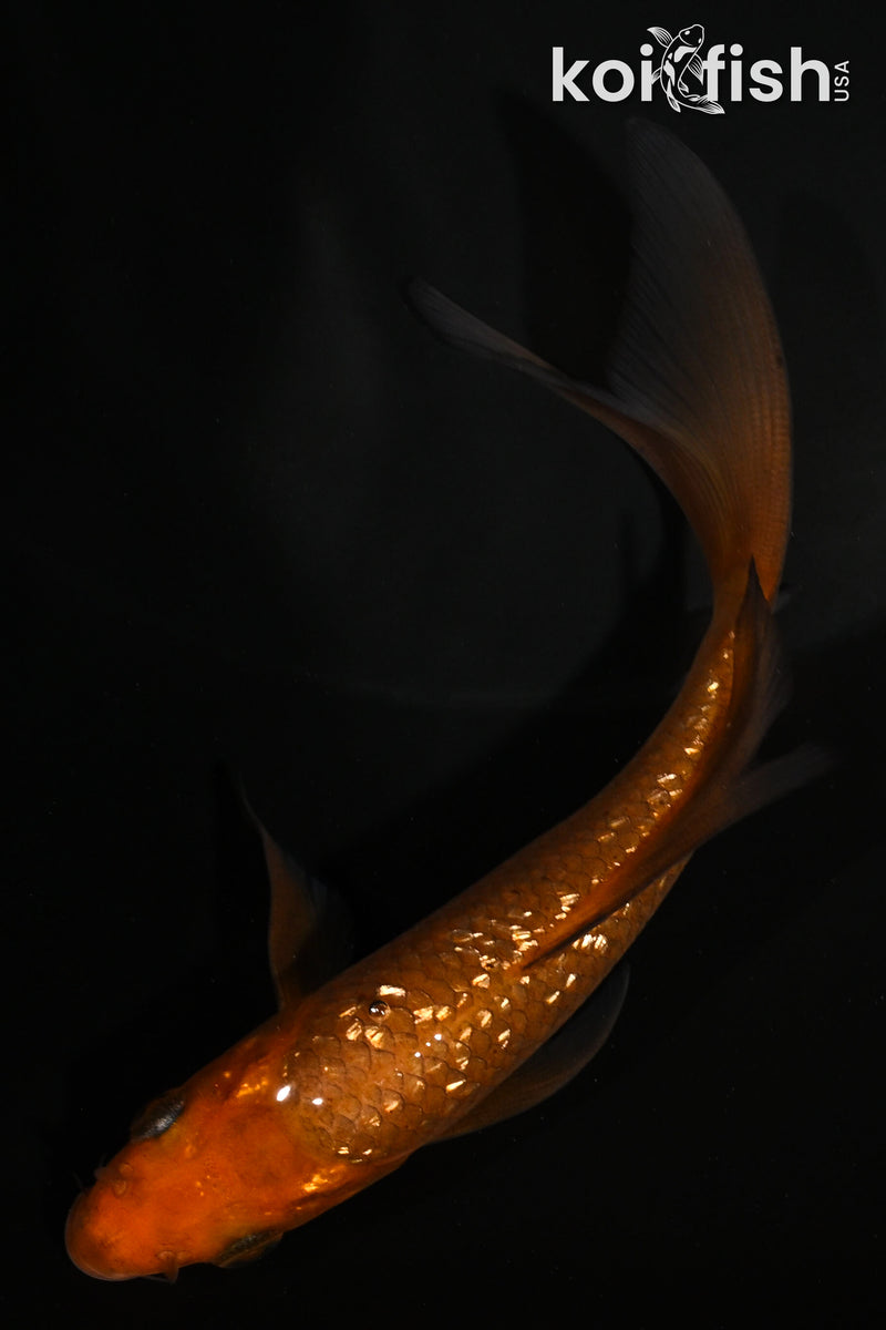 5" GINRIN CHAGOI BUTTERFLY