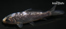 4.25" GINRIN MATSUKAWABAKE