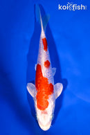 7.25" GINRIN HARIWAKE