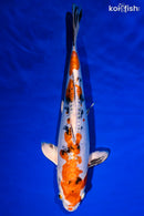 12.25" HEISEI NISHIKI