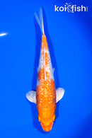 8.25" GINRIN HARIWAKE