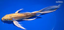 10.5" DOITSU YAMABUKI OGON BUTTERFLY