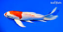 7.75" HARIWAKE BUTTERFLY