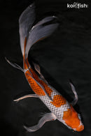 10.25" OCHIBA SHIGURE BUTTERFLY