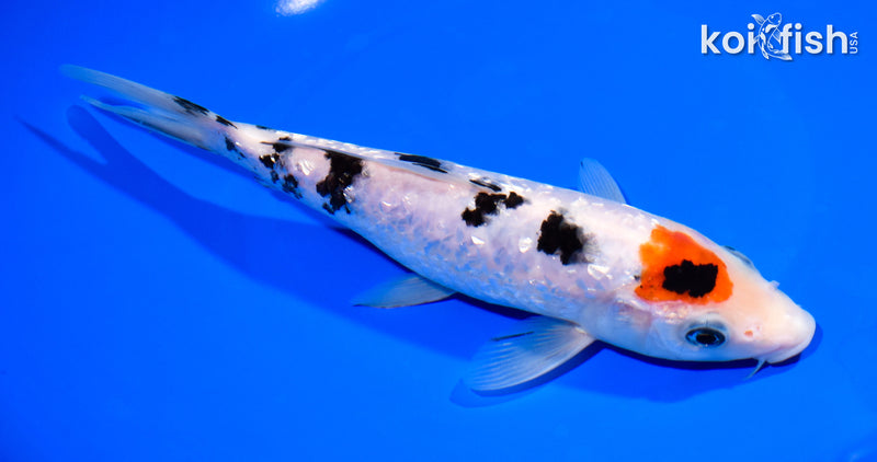 8" GINRIN TANCHO SANKE