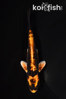 5" DOITSU ORENJI MATSUBA