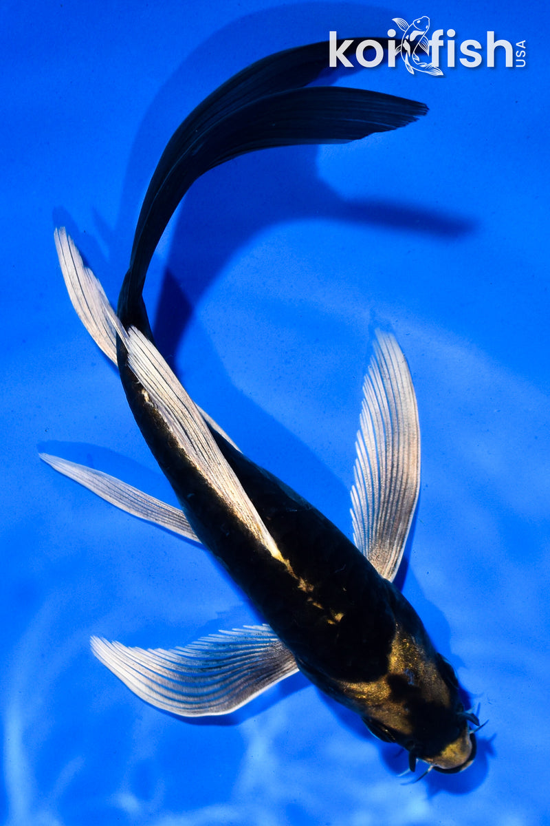 6" KABUTO BUTTERFLY