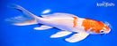 7.5" HARIWAKE BUTTERFLY
