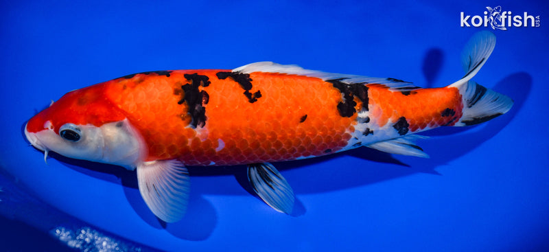 12.5" SANKE