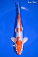 9" KIKUSUI
