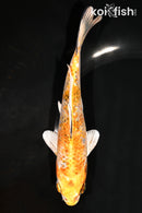 7" GINRIN YAMATO NISHIKI