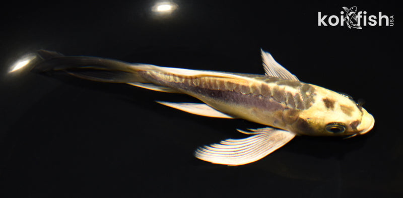 6.75" KIN KIKOKURYU BUTTERFLY