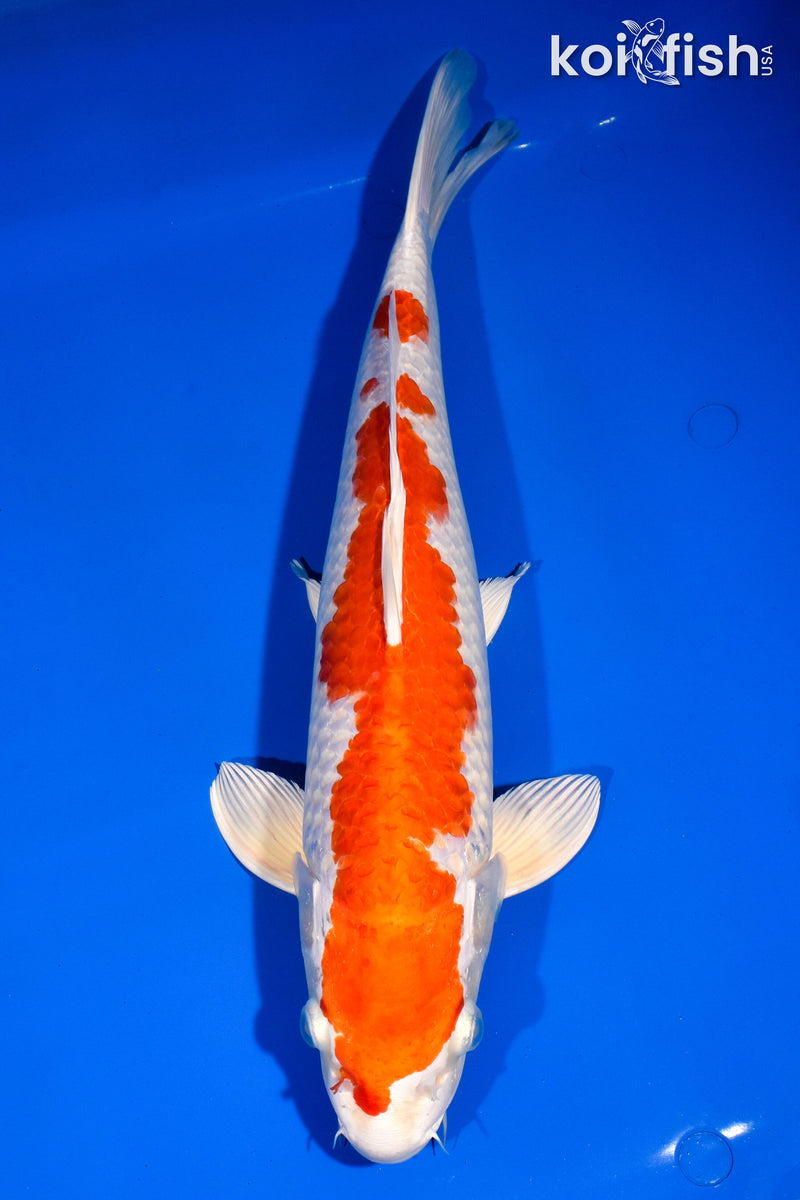 14.5" HARIWAKE