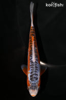 6.5" HI SHUSUI