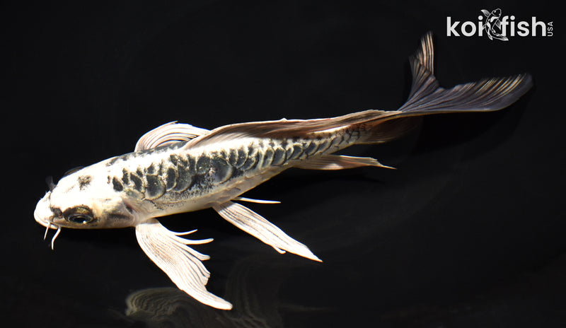 8.5" KIKOKURYU BUTTERFLY