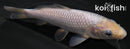 6" SORAGOI