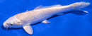 6.25" PLATINUM OGON