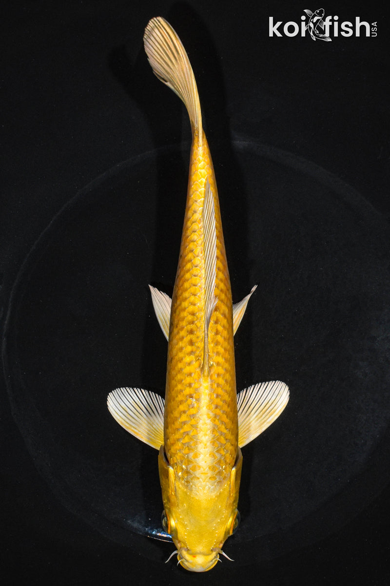 8" YAMABUKI OGON