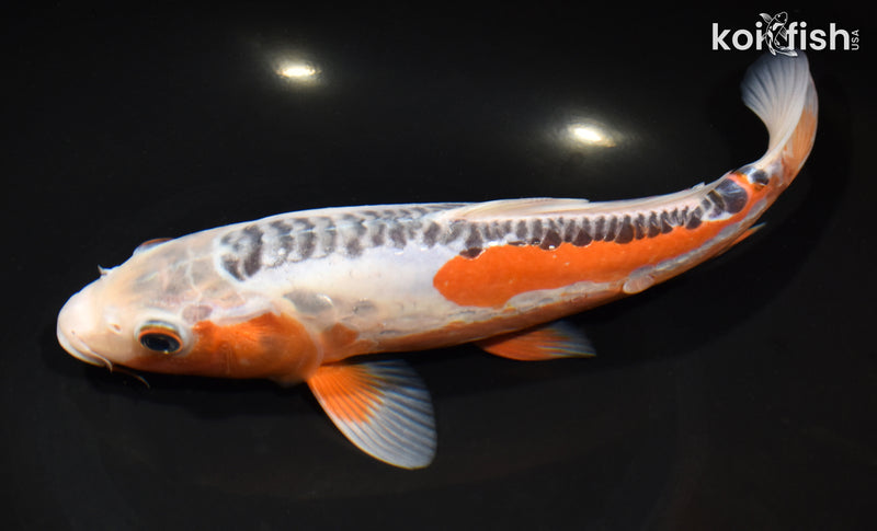 10.75" HI SHUSUI