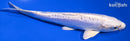 6.25" DOITSU PLATINUM OGON