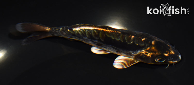 5" BENI KIKOKURYU