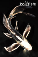 9.75" KIKOKURYU BUTTERFLY