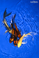 PACK OF (5) 5-6" BUTTERFLY PACK