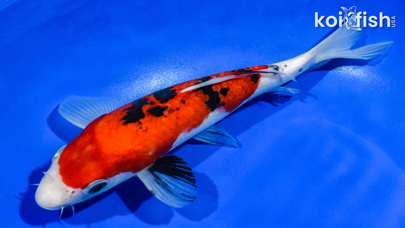 9" SANKE